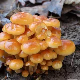 Penízovka sametonohá (Flammulina velutipes) od vlk