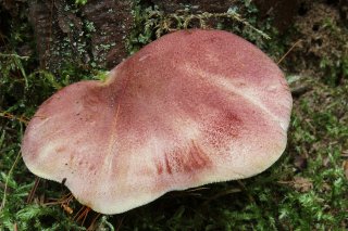 Šafránka červenožlutá (Tricholomopsis rutilans) od vlk