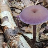 Lakovka ametystová (Laccaria amethystina) od vlk