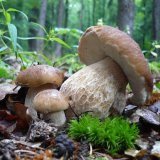 Hřib smrkový (Boletus edulis) od vlk