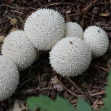 Pýchavka obecná (Lycoperdon perlatum) od vlk