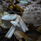 Bedla červenající (Chlorophyllum rachodes) od Tony52