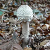 Bedla dívčí (Leucoagaricus nympharum) od Tony52