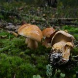 Klouzek kravský (Suillus bovinus) od Tony52