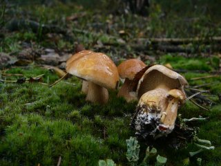 Klouzek kravský (Suillus bovinus) od Tony52