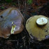 Klouzek obecný (Suillus luteus) od Tony52