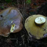 Klouzek obecný (Suillus luteus) od Tony52