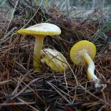 Šťavnatka modřínová (Hygrophorus lucorum) od Tony52