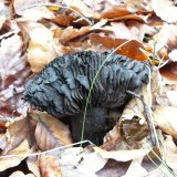 Holubinka černající (Russula nigricans) od Tony52