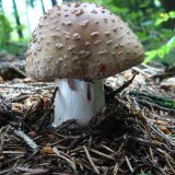 Muchomůrka růžovka (Amanita rubescens) od Tony52