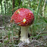 Muchomůrka červená (Amanita muscaria) od Tony52