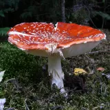 Muchomůrka červená (Amanita muscaria) od Tony52