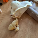 Hlíva plicní (Pleurotus pulmonarius) od Bob