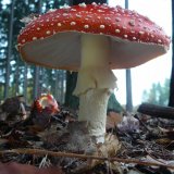 Muchomůrka červená (Amanita muscaria) od Tony52