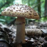 Muchomůrka šedivka (Amanita spissa) od Tony52