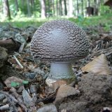 Muchomůrka šedivka (Amanita spissa) od Tony52