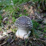 Muchomůrka tygrovaná (Amanita pantherina) od Tony52