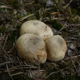 Pestřec obecný (Scleroderma citrinum) od Tony52