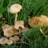 Špička obecná (Marasmius oreades) od Tony52