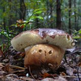 Hřib hnědý (Boletus badius) od Tony52