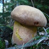 Hřib kovář (Neoboletus luridiformis) od Tony52