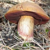 Hřib kovář (Neoboletus luridiformis) od Tony52