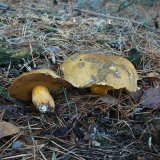 Hřib (klouzek) strakoš (Suillus variegatus) od Tony52