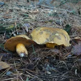Hřib (klouzek) strakoš (Suillus variegatus) od Tony52
