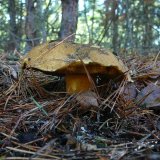 Hřib (klouzek) strakoš (Suillus variegatus) od Tony52