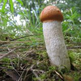 Křemenáč osikový (Leccinum aurantiacum) od vlk