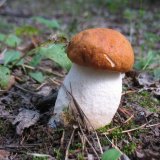 Křemenáč osikový (Leccinum aurantiacum) od vlk