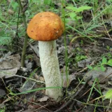 Křemenáč osikový (Leccinum aurantiacum) od vlk