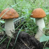 Křemenáč osikový (Leccinum aurantiacum) od vlk