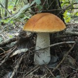 Křemenáč osikový (Leccinum aurantiacum) od vlk