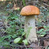 Křemenáč osikový (Leccinum aurantiacum) od vlk