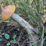 Křemenáč osikový (Leccinum aurantiacum) od vlk