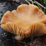 Kržatka zimní (Tubaria furfuracea) od vlk