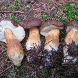 Hřib hnědý (Boletus badius) od vlk