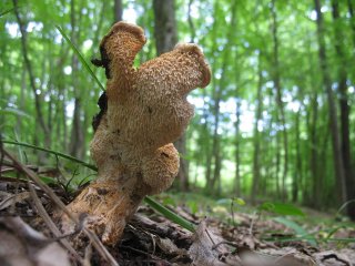Lišák zprohýbaný (Hydnum repandum) od vlk