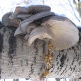 Hlíva ústřičná (Pleurotus ostreatus) od vlk