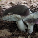 Holubinka namodralá (Russula cyanoxantha) od Martin