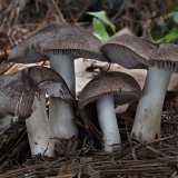 Čirůvka zemní (Tricholoma terreum) od Martin