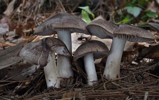 Čirůvka zemní (Tricholoma terreum) od Martin