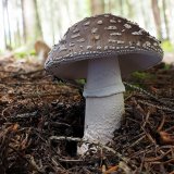 Muchomůrka šedivka (Amanita spissa) od Martin