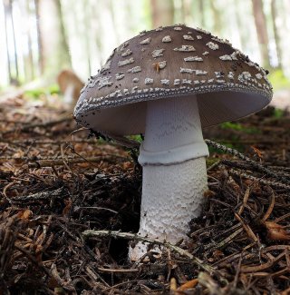 Muchomůrka šedivka (Amanita spissa) od Martin