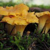 Liška obecná (Cantharellus cibarius) od Martin