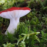 Holubinka vrhavka (Russula emetica) od Martin