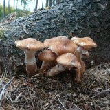 Václavka obecná (Armillaria mellea) od Tony52