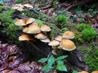 Třepenitka maková (Hypholoma capnoides) od Tony52