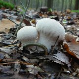 Pýchavka obecná (Lycoperdon perlatum) od Tony52